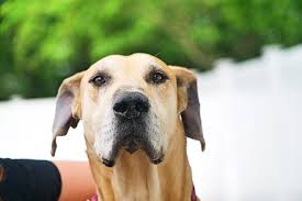 All donations received will be utilized for saving great danes. Pet Of The Week Dozer The Great Dane Is Big On Affection