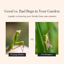Maybe you would like to learn more about one of these? Good Vs Bad Bugs In Your Garden Dengarden