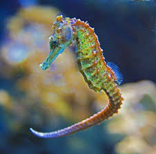 Image result for water animals