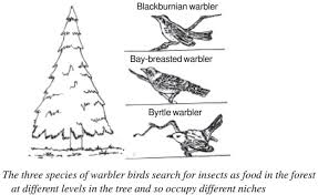 Ecotone Edge Effect Edge Species And Ecological Niche Pmf Ias