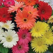 The best way to brighten someone's day is with our like most flowers, daisy bouquets have different meanings based on their unique colors. Amazon Com Outsidepride Gerbera Daisy Flower Seed Plant Mix 100 Seeds Garden Outdoor