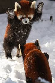 If These Red Pandas Can Enjoy The Snow Then You Should Too Red Pandas Snow Cute Animals Animals Beautiful Baby Animals