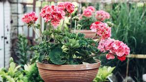 Geranien blumenkasten kaufen die qualitativsten geranien blumenkästen im überblick! Geranien Auf Dem Balkon Pflanzen Pflegen Uberwintern