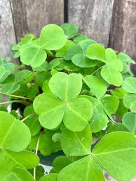 Image result for Oxalis oligotricha