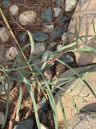 Image result for Gnidia hockii