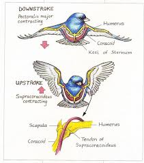 The Amazing Muscles And Bones That Make Birds Fly Birdwatching Bird Wings Bird Birds