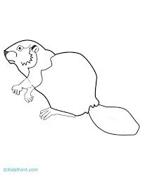 Beavers are rodents from north america and europe and live in two places, water and land. Beaver Picture Coloring Home