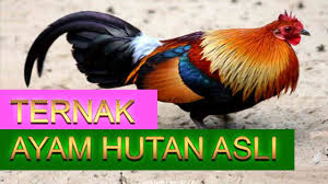 Ayam pejantan dijual untuk diambil dagingnya. Penternakan Ayam Hutan Skala Besar 1 Di Malaysia Youtube