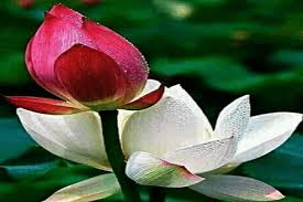 Berkilau bersih tidak kotor oleh lumpur. Kata Bijak Bunga Teratai Cikimm Com