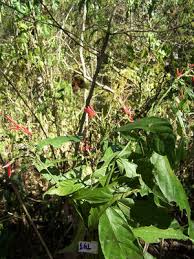 Image result for Justicia protracta