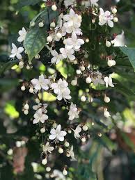 Image result for Clerodendrum abilioi