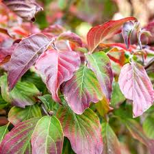 Blooms are small but profuse; 12 Species Of Dogwood And Trees