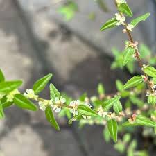 Image result for Pouzolzia mixta