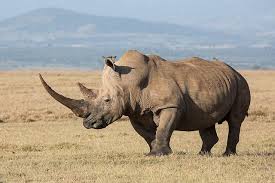 Design, model, present, analyze, realize. White Rhinoceros Ceratotherium Simum White Rhinoceros Animals Majestic Animals