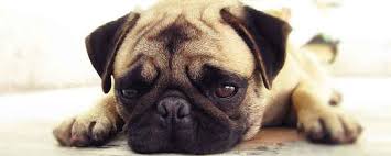 7 Home Remedies For Ringworm In Dogs Naturalalternativeremedy