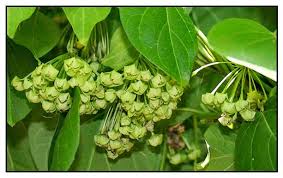 Image result for Marsdenia dregea