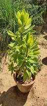 Image result for Euphorbia umbellata