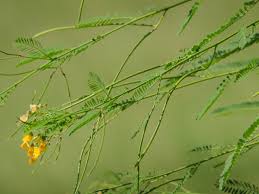 Image result for Sesbania quadrata