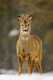 Image result for roe deer