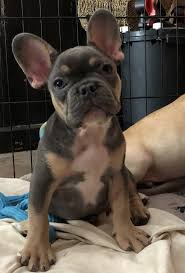 French bulldog breeders located in new south wales. Milo Male Akc French Bulldog Puppy For Sale Sparta North Carolina Bulldog Puppies Bulldog Puppies For Sale French Bulldog Puppies