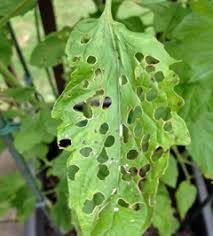 No day would be complete without prayer. Round Holes In Tomato Leaves Viette S Views