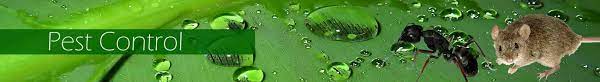 Submit your business listing | help & contact us. Pest Control Services Crawl Space Drainage Cleaning Portland Or Vancouver Wa