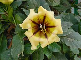 Image result for Solandra maxima
