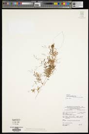 Image result for Isachne kiyalaensis