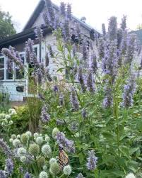 Image result for Motandra paniculata