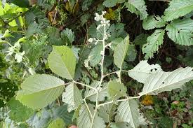 Image result for Rubus steudneri