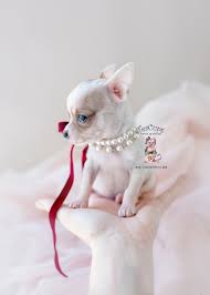 To learn more about each adoptable dog, click on the i icon for some fast facts or click on. Teacup Chihuahua Breeder Fl Teacup Puppies Boutique
