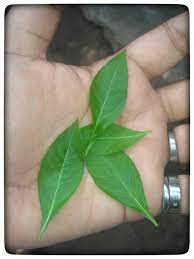 Content parsers, competitors' parsers, customer parsers, hit parsers, discount matrices, loyalty programs. Daun Inai Bukan Sekedar Daun Biasa Leaves Are Not Just Regular Leaves Steemit