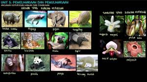 Pala dikenal sebagai rempah khas indonesia yang memiliki manfaat sebagai bumbu masak tumbuhan ini juga biasa disebut dengan elephan creeper, yang pertama kali ditemukan di asia selatan. All Categories Chang Tun Kuet