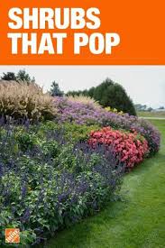 Dopo l'acquisto possiamo rinvasare la portulaca, da sola o in gruppo, in vasi pensili sfruttando il portamento ricadente della pianta oppure in fioriere rettangolari da appendere al balcone. 29 Shrubs Latin Names Ideas Shrubs Plants Flowers