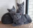 Russian Blues for Sale in Chicago | Cats on Oodle Classifieds