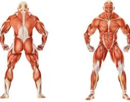The first human muscle diagram above shows you the overview of the human muscular system. 21 Muscular System Facts For Kids Students And Teachers