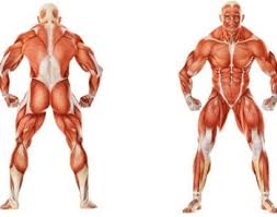 Ridge muscles of the arm. 21 Muscular System Facts For Kids Students And Teachers