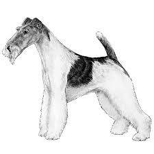 Some have saddles, partial saddles or are hound marked. Wire Fox Terrier Dog Breed Information