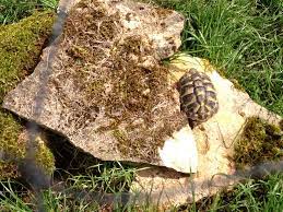 Baby Herman S Tortoise Dieren