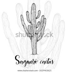 Make holes with drill machine. Barrel Cactus Drawing At Getdrawings Free Download