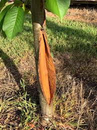 Many are on dwarfing tree rootstocks, making harvest surprisingly convenient and more enjoyable. This Is A 3 Year Old Fruit Cherry Tree In Washington State I Am Devastated That This Split Has Occurred This Past Week Or So I M Buying Iv Organic Whitewash In