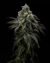 Image result for Conyza limosa