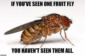 Fruit Flies Memes Gifs Imgflip