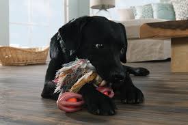 Pet Friendly Flooring