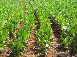 Tobacco Farming Cigar Production And Cuba S Vinales Valley Wikle 2015 Focus On Geography Wiley Online Library Araling panlipunan 4 quarter 2 week 2 kahalagahan ng matalinong pangangasiwa sa mga likas na yaman. tobacco farming cigar production and