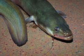 An einem neuen gewässer wechsle ich dann noch jede stunde den köder und tausche den tauwurm gegen ein fischstück aus. Pin Auf Angeln