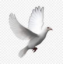 Pngkit selects 15 hd espiritu santo png images for free download. Gif Tenor Clip Art Heiligen Geist Akustik Flyer Png Herunterladen 965 978 Kostenlos Transparent Vogel Png Herunterladen