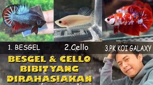Besgel is one of the millions playing, creating and exploring the endless possibilities of roblox. Rahasia Peternak Anakan Besgel Cello Bisa Jadi Dewa Ikan Youtube