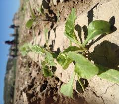Image result for sugar beet