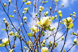 Named after its small green cucumber shaped fruit, the cucumber magnolia is one of the fastest growing magnolia trees. Cucumber Magnolia Tree Magnolia Acuminata For Sale Willis Orchards